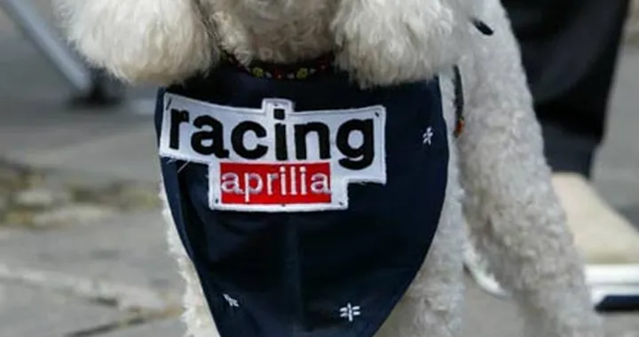 Foto del giorno: Barboncino Racing