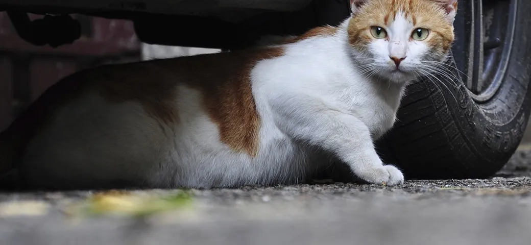 #KnockKnockCats: attenzione al gatto sotto l'auto [Video]