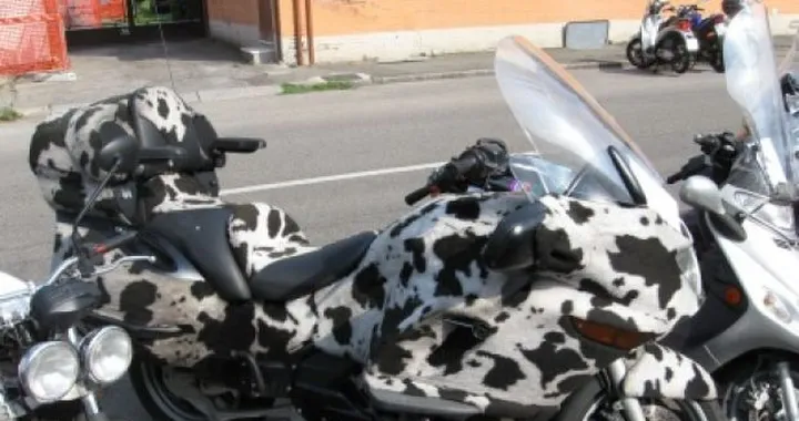Foto del giorno: BMW K1200LT "cow edition"