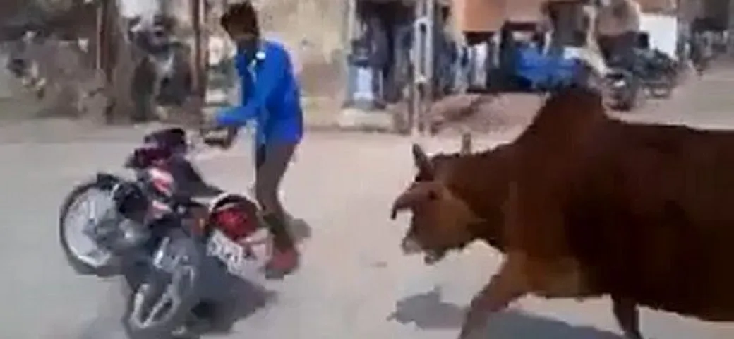 Alle mucche non piacciono i 'tricks' in moto [Video]