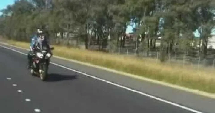 Il cane che adora i bicilindrici sportivi