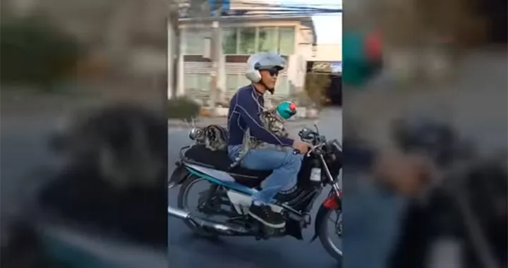 Gatti prudenti indossano il casco in moto [Video]