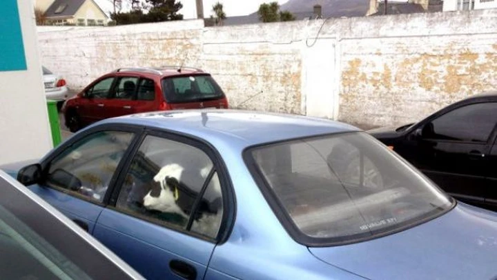 Curiosità dall'Irlanda: come trasportare una mucca