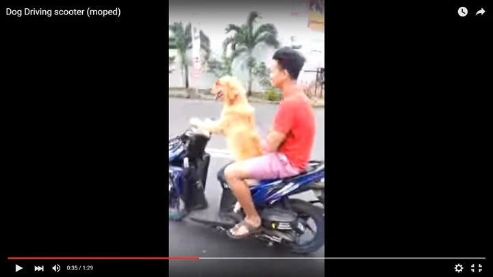 Cane con occhiali da sole guida uno scooter [Video]