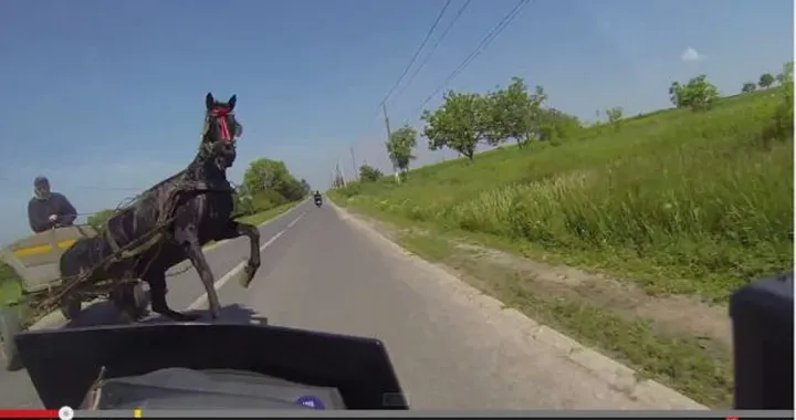 Motociclista rischia frontale con un cavallo [Video]