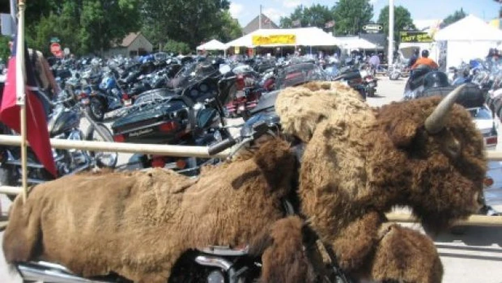 Foto del giorno: il vero bisonte della strada