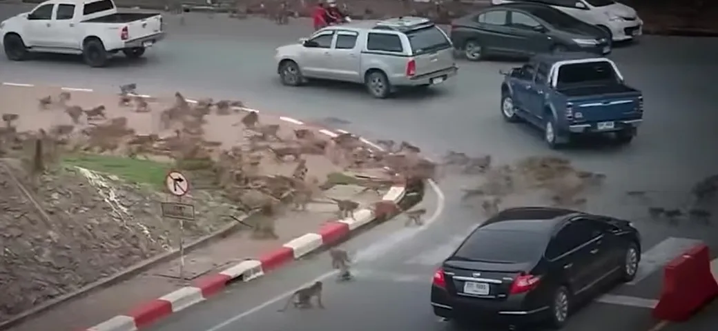 Blocco del traffico insolito: scimmie in lotta all'incrocio [Video]
