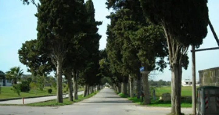 Alberi sul margine della strada troppo vicini alla carreggiata? La Cassazione dichiara fuorilegge migliaia di strade