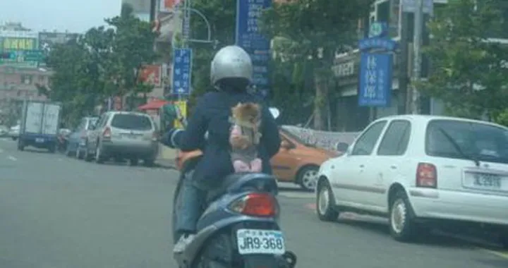 Cane in moto senza casco