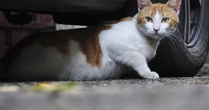 #KnockKnockCats: attenzione al gatto sotto l'auto [Video]