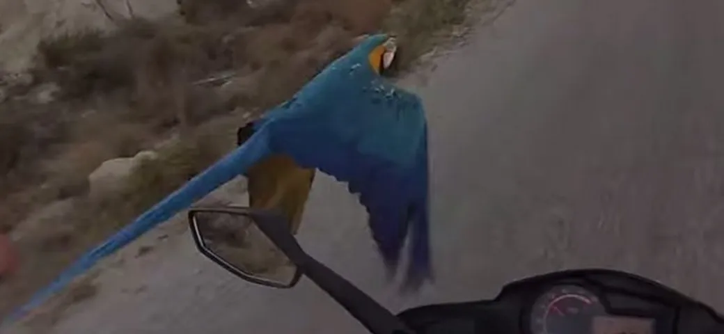 Scooter vs Pappagallo Macao: il video on-board dell'incredibile duello