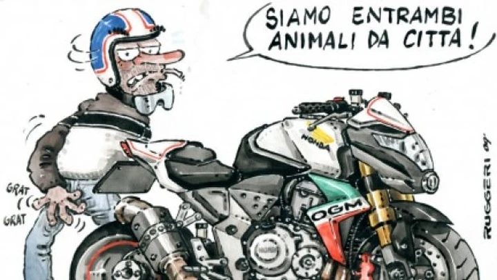 Animale da città