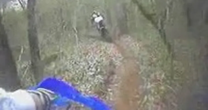 Passeggiata tra gli alberi - video