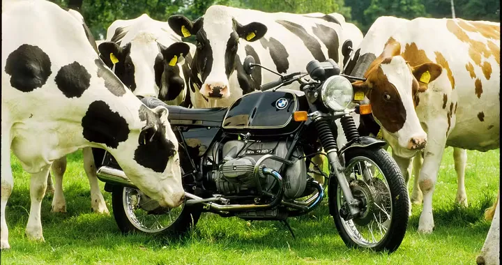BMW moto: la curiosa origine del nome “mucca di gomma”