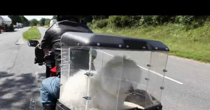 Un posto in sella anche per il cane