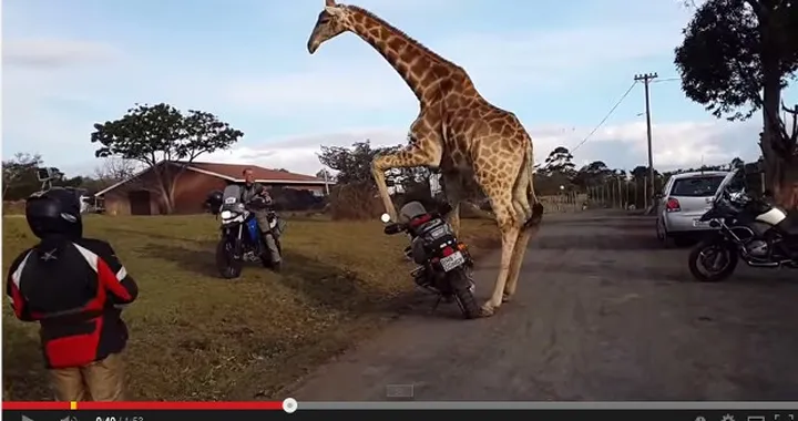 Sofia, la giraffa che voleva andare in moto [Video]