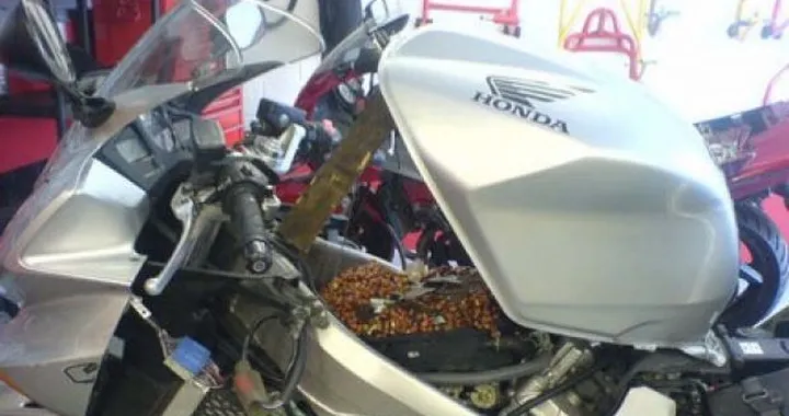 Foto del giorno: topi nell'airbox di una Honda VFR800
