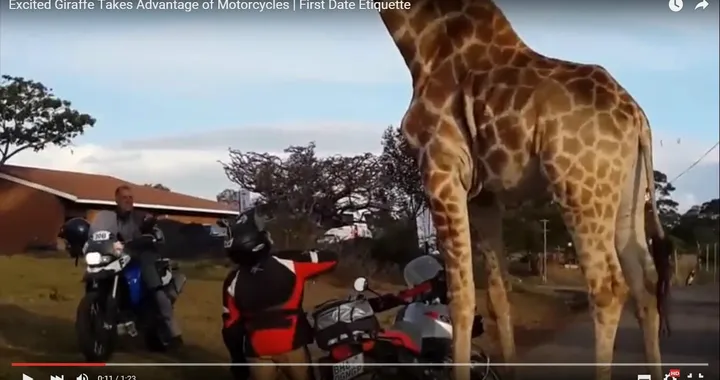 Giraffa disturbata si scaglia contro i motociclisti [Video]