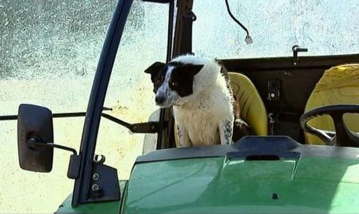 Il cane sale a bordo del trattore: la Polizia lancia l'allarme