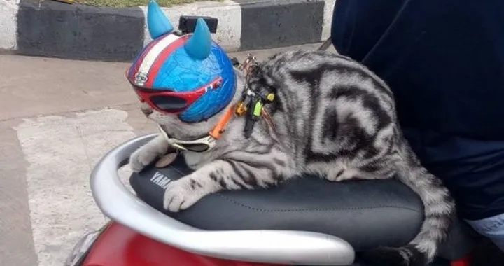 Gatto scooterista dalla Thailandia [Video]