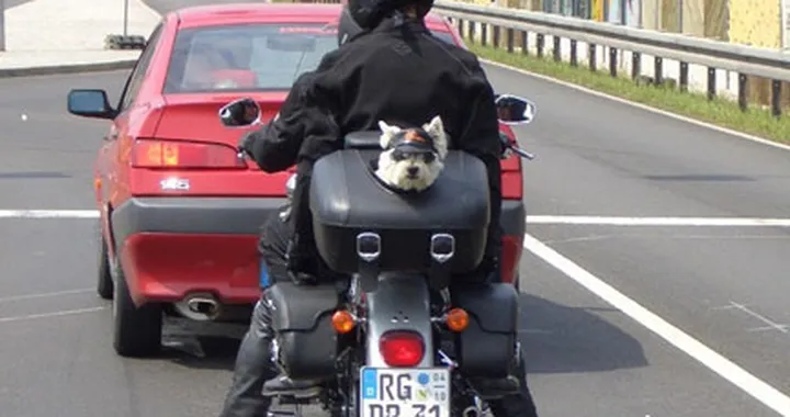 Foto del giorno: Achtung, cane a bordo!
