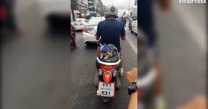 Gatto scooterista in Thailandia