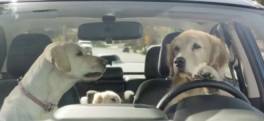 Spot Super Bowl 2014: Subaru Puppy Bowl