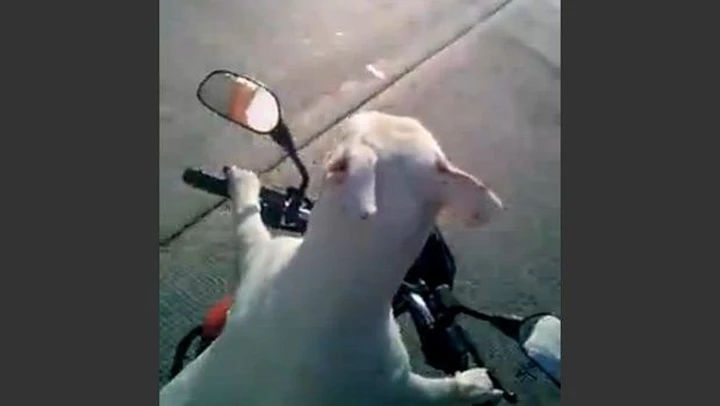Cane guida scooter in Colombia [on-board video]