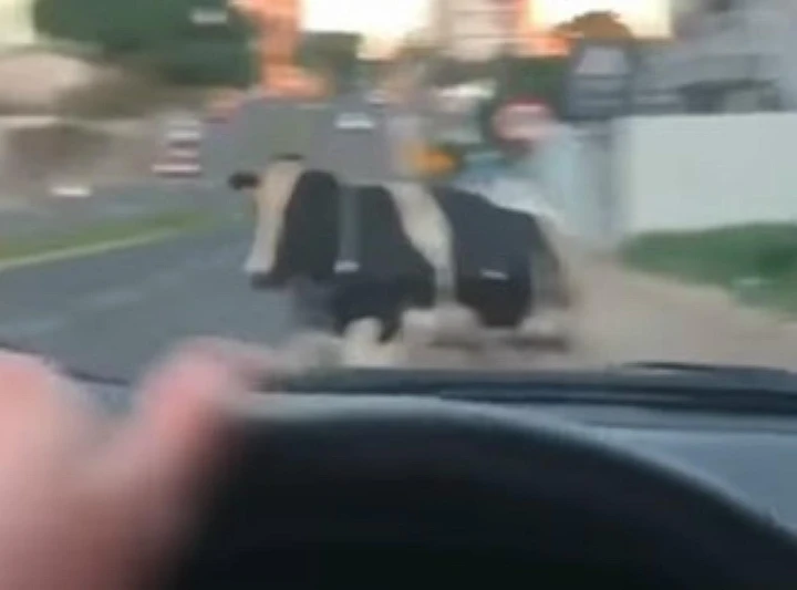 Pericoloso incidente con una mucca che attraversa la strada [Video]