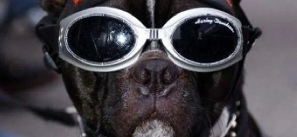 Cane d'un motociclista...