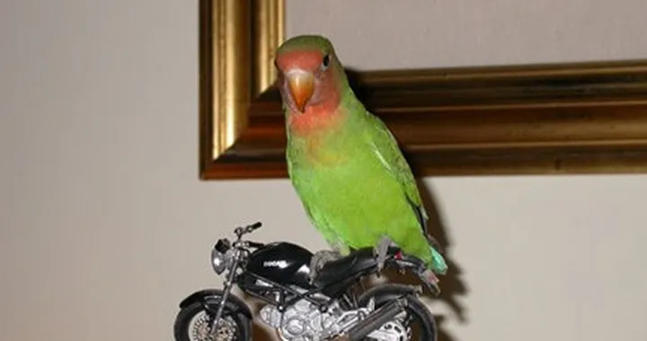 Foto del giorno: uccellino in moto