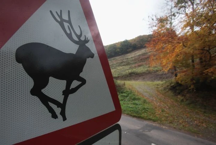 Investi ed uccidi un animale? In Michigan sarà permesso portarlo a casa