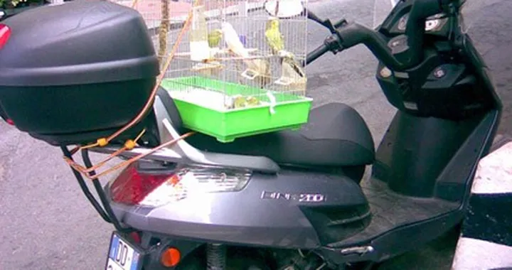 Foto del giorno: in sella con gli uccelli...