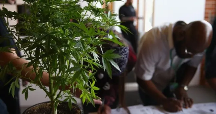 In Colorado diminuiscono gli incidenti mortali dopo la legalizzazione della marijuana. Casualità o c'è correlazione?