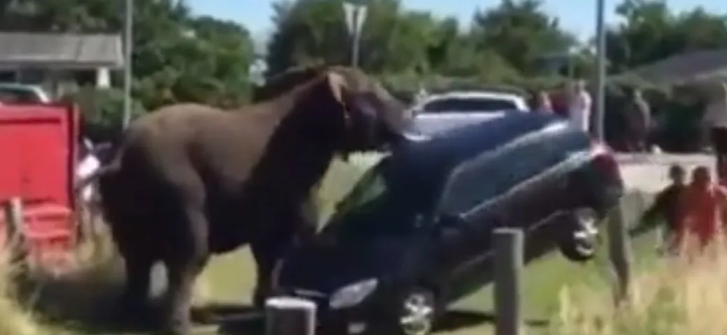 L'elefante arrabbiato spazza via la Škoda [Video]