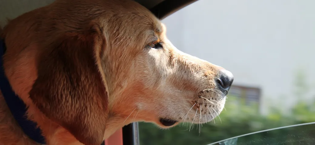 Animali in auto: come farli viaggiare bene