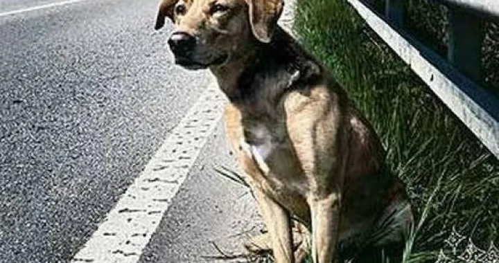 ENPA: nuova campagna antiabbandono per l'estate 2010