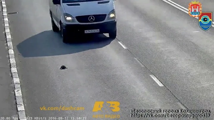 Russia: gattino salvato in autostrada