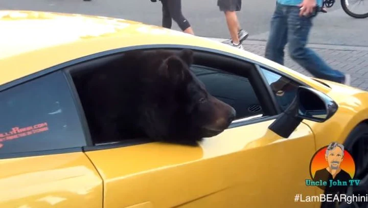 Lamborghini Gallardo guidata da... un orso