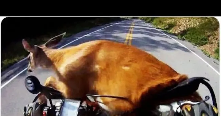 Motocicletta contro cerbiatto, si salvano entrambi [Video]