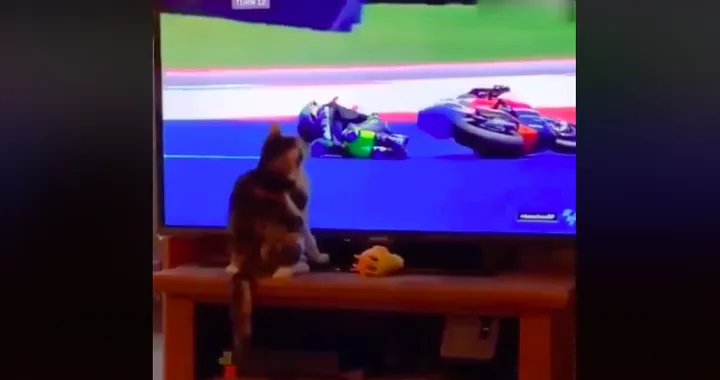 MotoGP, quando il gatto “fa cadere” il pilota