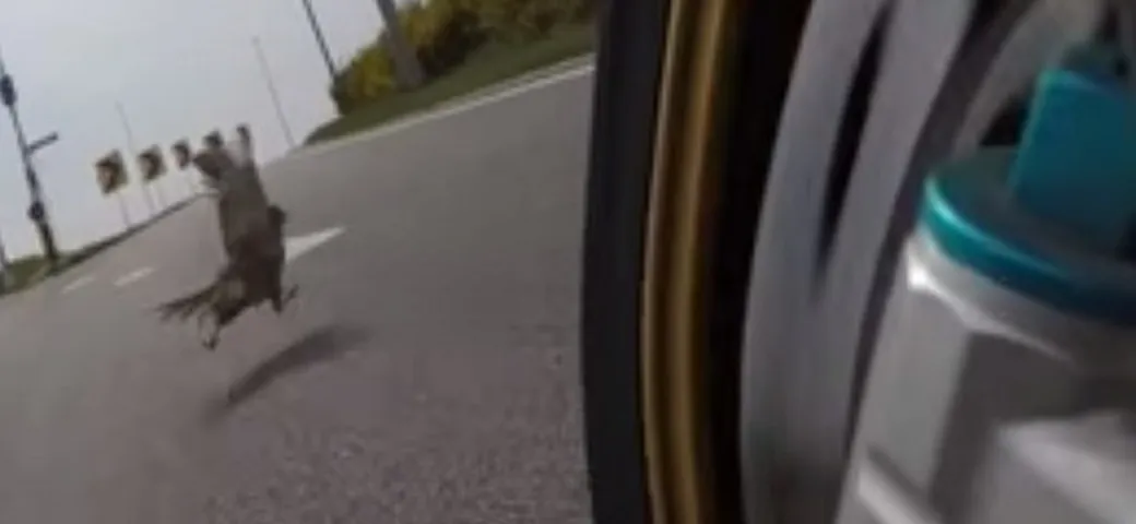 Fagiano salvo per un pelo [Video]