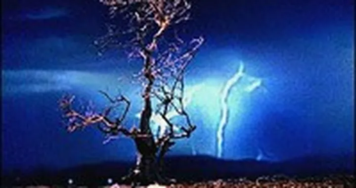 Corrente elettrica "verde"... dagli alberi?