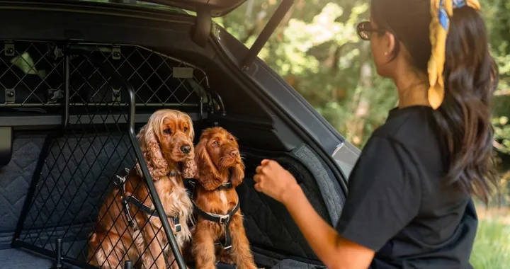 Bentley sceglie l'approccio pet friendly, ora è a prova di animali