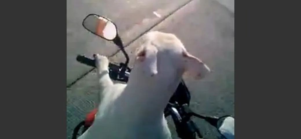 Cane guida scooter in Colombia [on-board video]