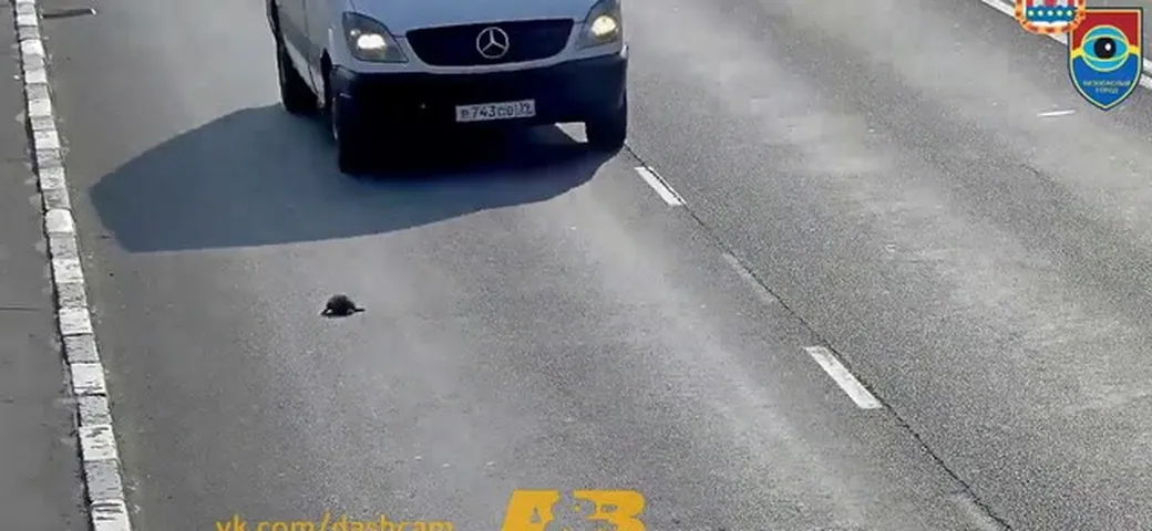 Russia: gattino salvato in autostrada