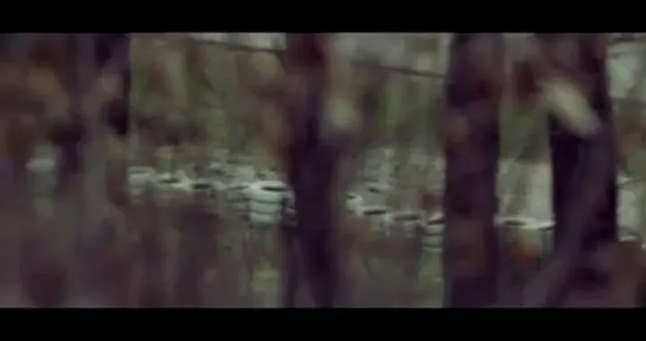 La Ducati 1199 Panigale e il lupo /video