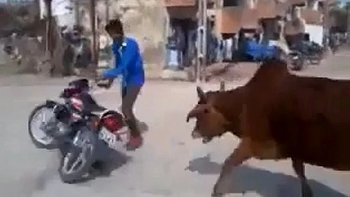 Alle mucche non piacciono i 'tricks' in moto [Video]