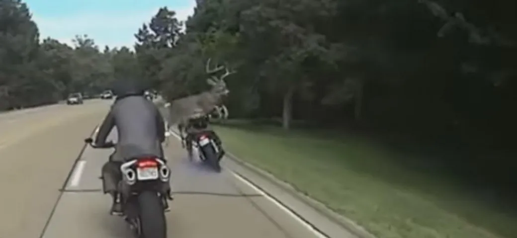 Motociclista cade per un colpa di un cervo [Video]