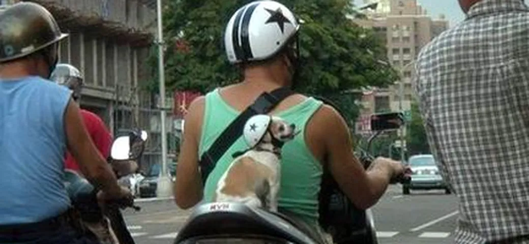 Foto del giorno: casco omologato?